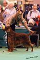 crufts_1264