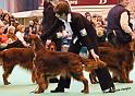 crufts_1290