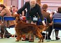 crufts_1291