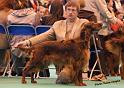 crufts_1293