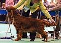 crufts_1299