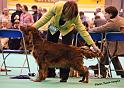 crufts_1300