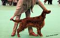 crufts_1318