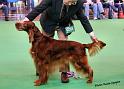 crufts_132