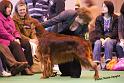 crufts_1329