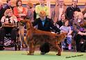 crufts_1336