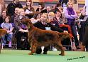 crufts_1338