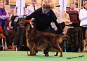 crufts_1339