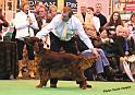 crufts_1341