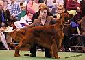 crufts_1343