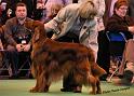 crufts_1344