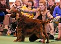 crufts_1345