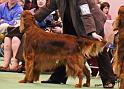 crufts_1347