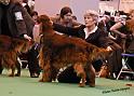 crufts_1348