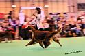 crufts_1368