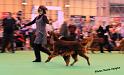 crufts_1375