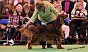 crufts_1383