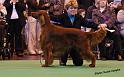 crufts_1385