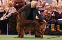 crufts_1386