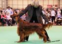 crufts_1401