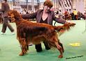 crufts_1415