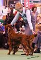 crufts_1439