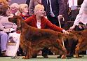 crufts_1445