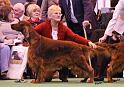 crufts_1446