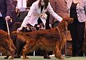 crufts_1447