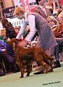 crufts_1449