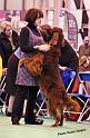 crufts_1451