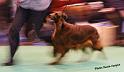 crufts_1454