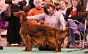 crufts_1463