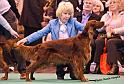 crufts_1469