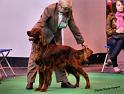 crufts_147