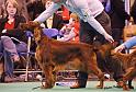 crufts_1471