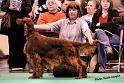 crufts_1474