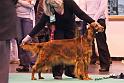 crufts_1475