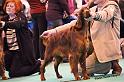 crufts_1476