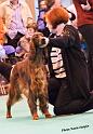 crufts_1477