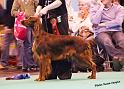 crufts_1479