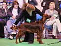 crufts_152