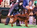 crufts_154