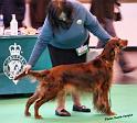 crufts_163