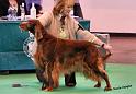 crufts_175