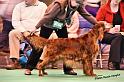 crufts_181