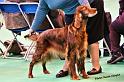 crufts_189