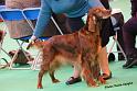 crufts_203