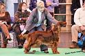 crufts_207