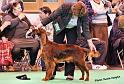 crufts_215